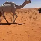 لبيع عشرا ضروبه طيبه باتليه