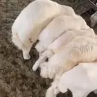 طليان حري لباني وطليان جبره ضهور مقفله