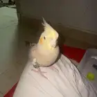 مفقود طير كروان أليف