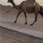 عشراء صفراء تحتها بكره