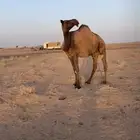 ضريبه صفراء