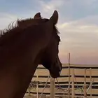 حصان عربي فرنسي للبيع