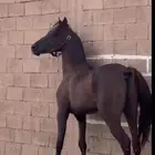 حصان شعبي سبوق وطرب العمر6سنوات