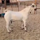 تيس بيشي أكحل
