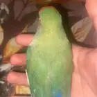 روز أليف