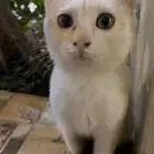 قط للتبني مستعجلل