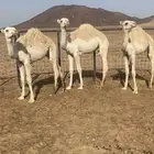 حشو