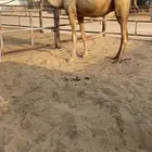 للبيع مهجنه كفو