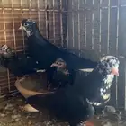 زوج قنادي