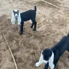 تيوس دواغير