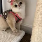 عرض للتجار المهتمين بالإنتاج ذكر وانثى مسجلين مستوى عالي