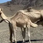 سلام عليكم نعرض لكم قعود لحم او سيدة