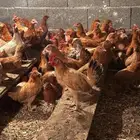 دجاج بلدي بشاير 4 شهور
