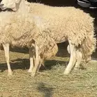 للبيع فحل حرش مشروط