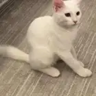 قط ابيض عمره تقريبا 4 شهور