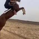 حصان شيخ