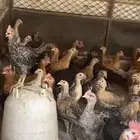 دجاج