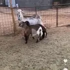 شاه ساكنيه متاومه معها خروف ورخل