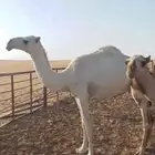 بكار حقايق