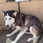 هاسكي انثىء