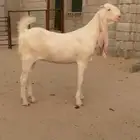 جفره مطوره برصا