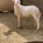 خروف اصفر على الشارعين