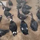 بط بح