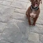 بيتبول اكس ال للبدل مع كلب نوع ثاني