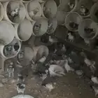 حمام للبيع عدد 60 زوج سيم 16 والحد 18 مشكل