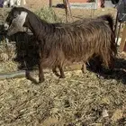 عنز مضرع له شهرين سونار.