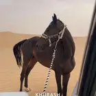 حصان مهجن للبيع
