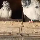 حمام باكستاني