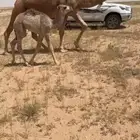 البيع خلفه حمرا كفو