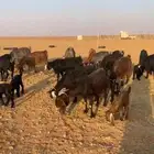 ماعز مواليد دفيع