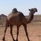 بكره للبيع السن لقيه
