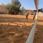 خيول عربية أصيله