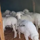 معزا وحري وجذعات
