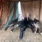 دجاج رومي