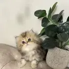 قطط بيرشن مون فيس للبيع