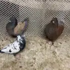 حمام كنق البيع