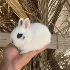 ارانب قزم ( هتون -نذر لاند -هندلوب )