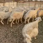 للبيع ضان دفيع كلها شرط سونار العدد 40