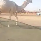 قعود رماني ثني