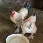 دجاج براهما
