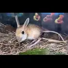 جربوع .. مطلوب ..