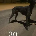 سلوقي سلقه