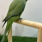 درة هندي