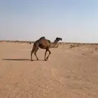 بكرة مفروده صفرا