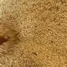 شعير الوزن 47 48 السعر 60ريا رقم الجوال