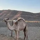 قعود وبكره